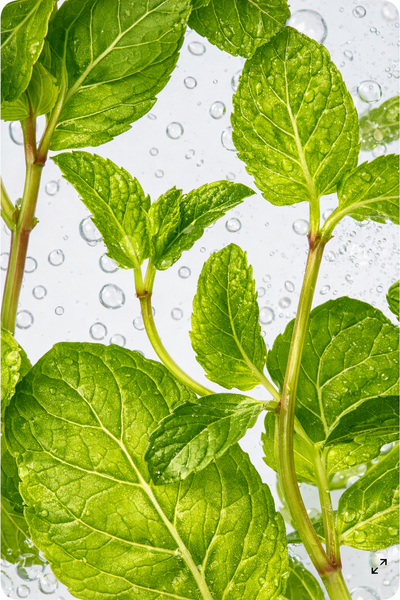 Stevia Leaf Extract